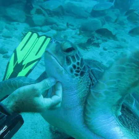 Cristianos Holidays Playa de las Americas (Tenerife)